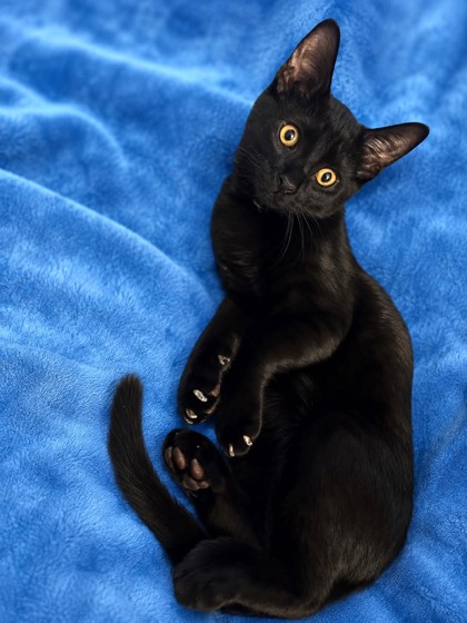 Male/Neutered