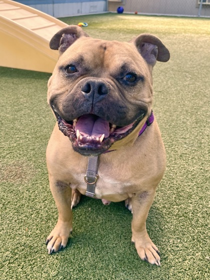 Dogs for Adoption Wenatchee: Find Your Perfect Companion