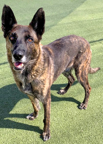 Dogs for Adoption Wenatchee: Find Your Perfect Companion
