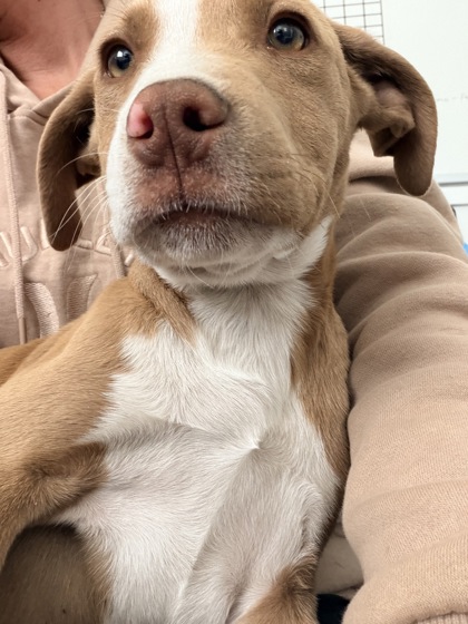 Mochi photo