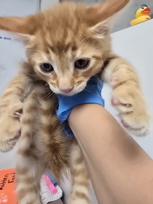 Tuna photo