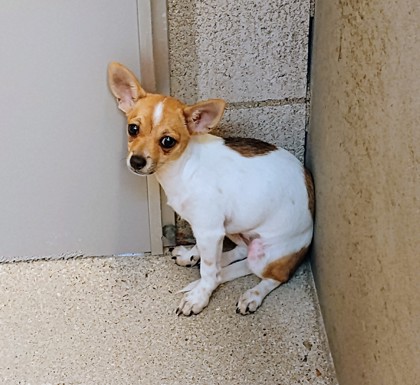 Lala photo