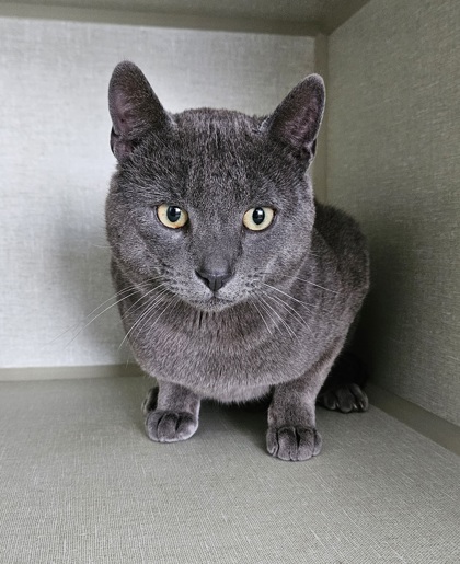 Nikoli photo