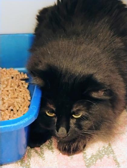 Salem photo