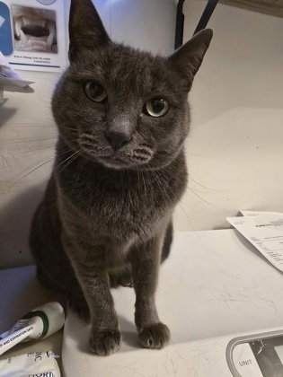 Sweetie photo
