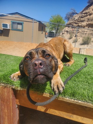Xena photo