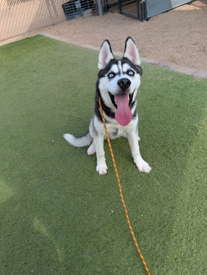 Domino photo