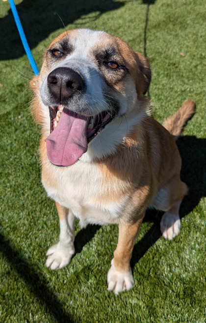 Taz photo