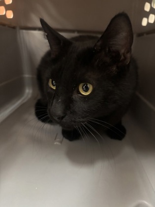 Thackery Binx photo