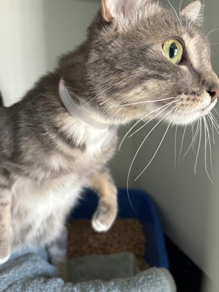 Phoebe photo