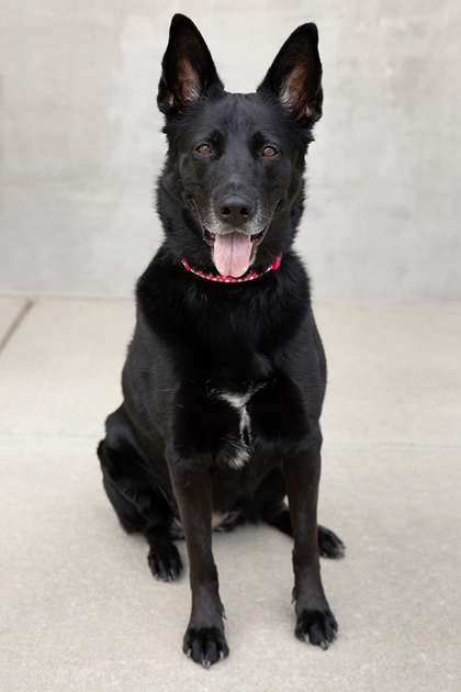 View Beauty the Dog Photo #2
