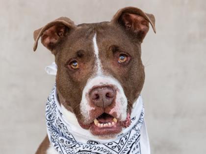 Humane society longmont dogs elena baxter