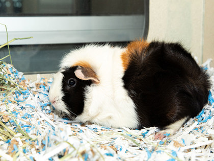 View Cinnamon the Small&furry Photo #2