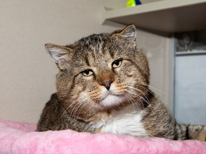 Learn More About Beefcake Photo of Beefcake