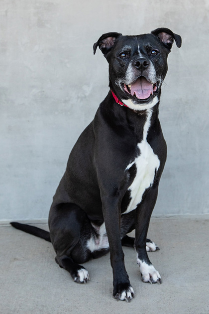 View Junie the Dog Photo #2
