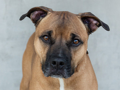 Photo of Juniper