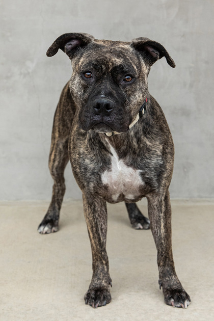 View Kehlani the Dog Photo #3