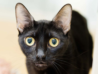 Learn More About Beau Photo of Beau