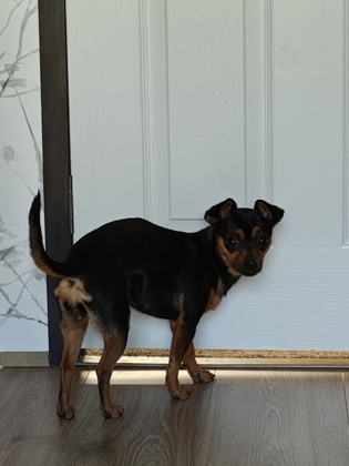 Help Rehome This Dog Dog