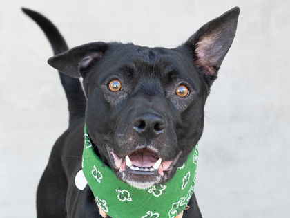 Learn More About Hoss Photo of Hoss