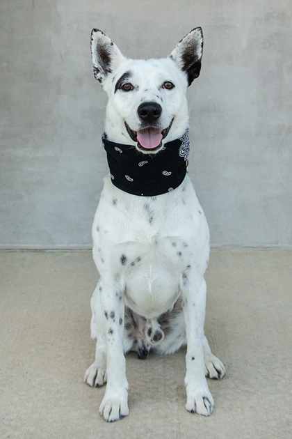 View Mack the Dog Photo #3