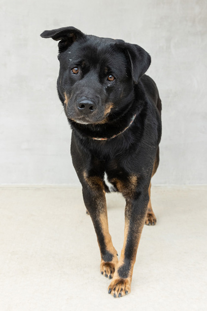 View Simba the Dog Photo #3