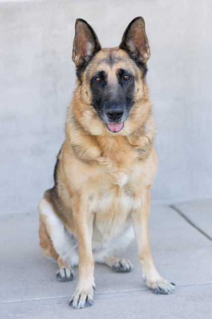 View Glory the Dog Photo #2