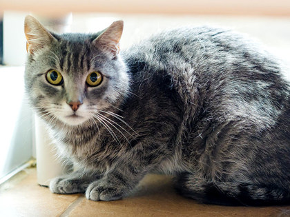 View Shamrock the Cat Photo #2
