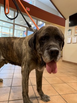 Help Rehome This Dog Dog