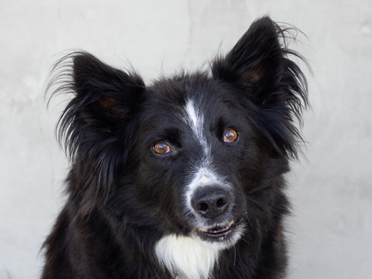 Photo of Max