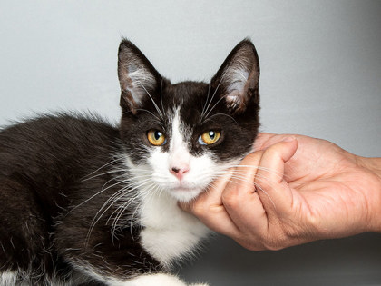 Learn More About Tux Photo of Tux