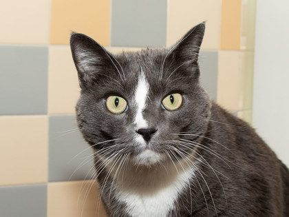 Learn More About Kitkat Photo of KitKat
