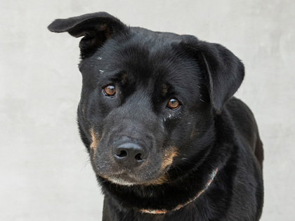Learn More About Simba Photo of Simba