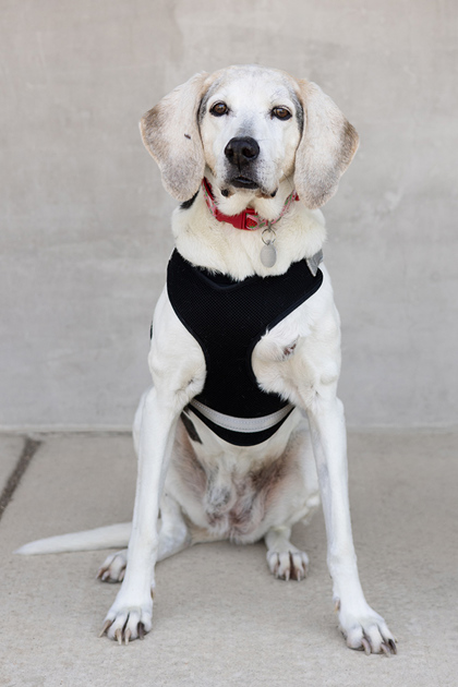 View Dolly the Dog Photo #2