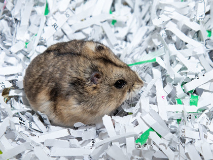 Learn More About Teeny Photo of Teeny