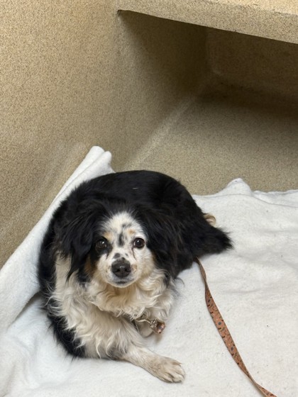 Help Rehome This Dog Dog
