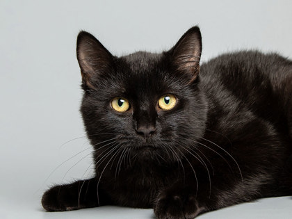 Learn More About Nikita Photo of Nikita