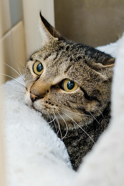 View Butter the Cat Photo #2
