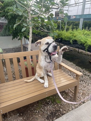 View Fifi the Dog Photo #3