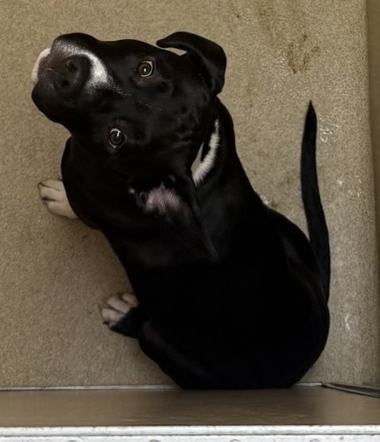 Dog