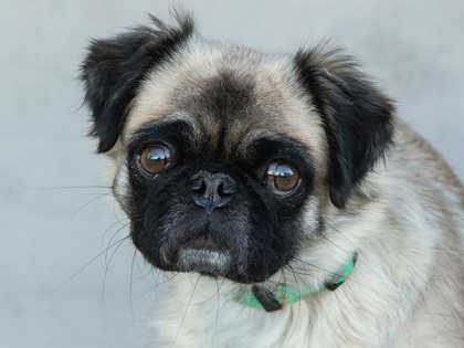 Photo of Royal
