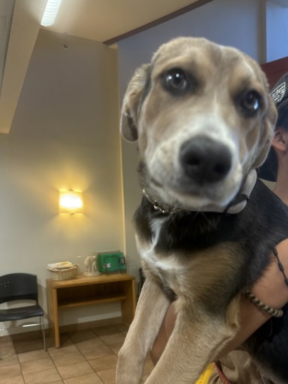 Help Rehome This Dog Dog