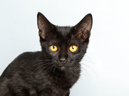 Photo of Ned