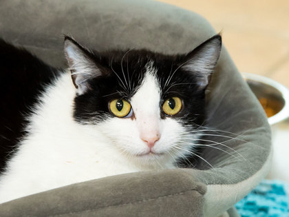 Learn More About Henrietta Photo of Henrietta