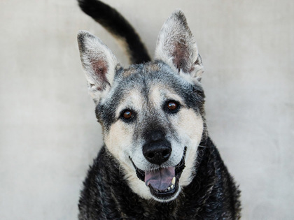 Learn More About Daisy Photo of Daisy