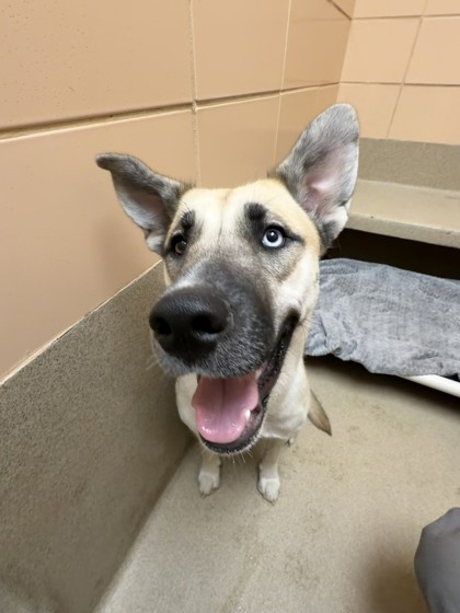 Help Rehome This Dog Dog
