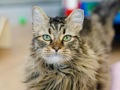 Learn More About Nala Photo of Nala