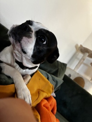 Help Rehome This Dog Dog