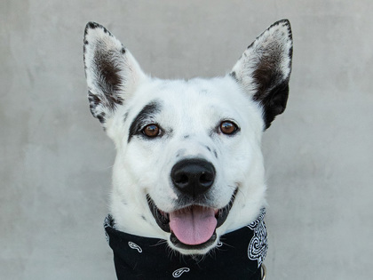 Learn More About Mack Photo of Mack