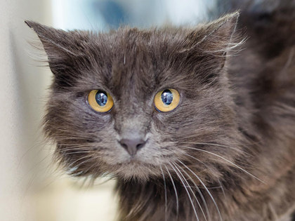 Learn More About Nox Photo of Nox